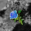 Blue Rose - Single album lyrics, reviews, download