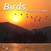 Birds - Singing In the Wild artwork