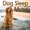 Relax My Dog - Relaxmydog lyrics