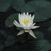 Lotus (feat. Aaron Rennel & Bill$up) - Single album lyrics, reviews, download