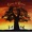 BAOBAB - senegal sunuga