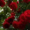 Smell the Roses (feat. Jonum) - Single album lyrics, reviews, download
