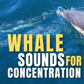 Whale Sounds for Concentration artwork