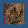 Honestly (I Don't Feel Like Dancing) - Single