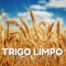 Malmequer - Trigo Limpo lyrics