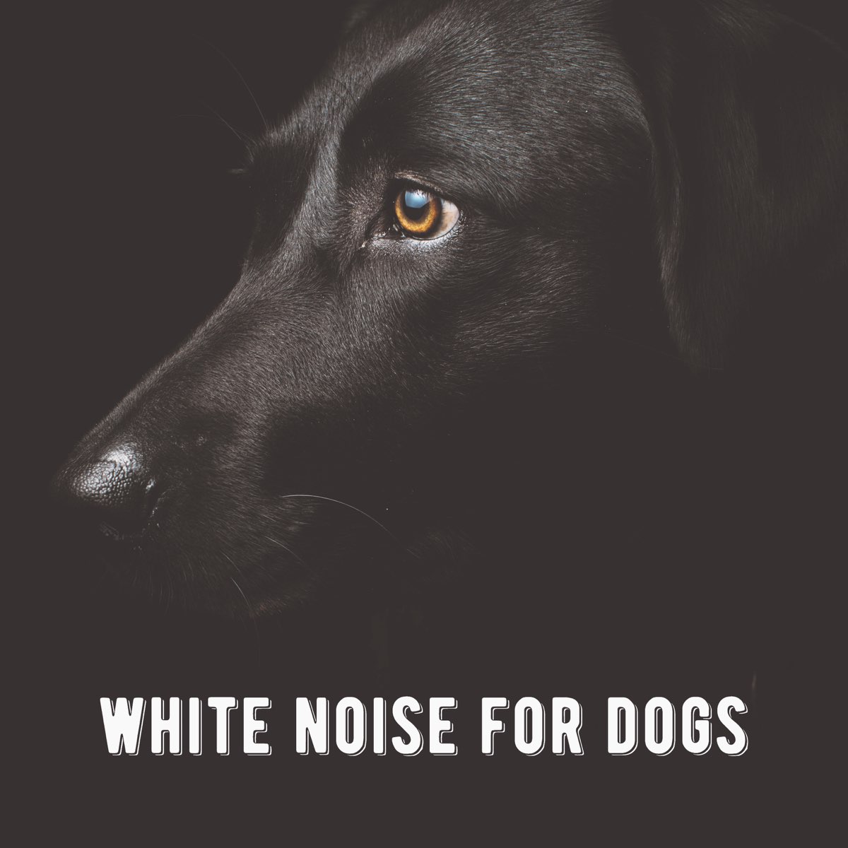 is white noise ok for dogs