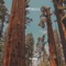 Sequoia (Mass Digital Remix) artwork