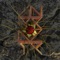 Better Not - David Inexacte lyrics