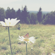 You Are My Sunshine Kina Grannis - You Are My Sunshine mp3
