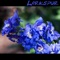 Duncecap Larkspur - Junk lyrics