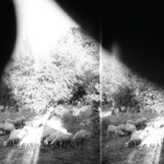 Godspeed You! Black Emperor - Piss Crowns Are Trebled