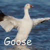 Goose, 2021