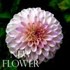 New Flower