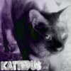 Arif - Kattepus