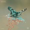 Pyralidae - Hangora lyrics