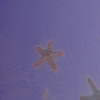 Starfish and Giant Foams