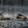 Audio Textures of Rain