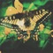 Butterfly - Zking lyrics