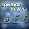 Stream & download Sonido de Aves