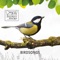 Oriole Bird Sound - Esschert Design lyrics