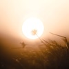 The David Roy Collective - Your Light