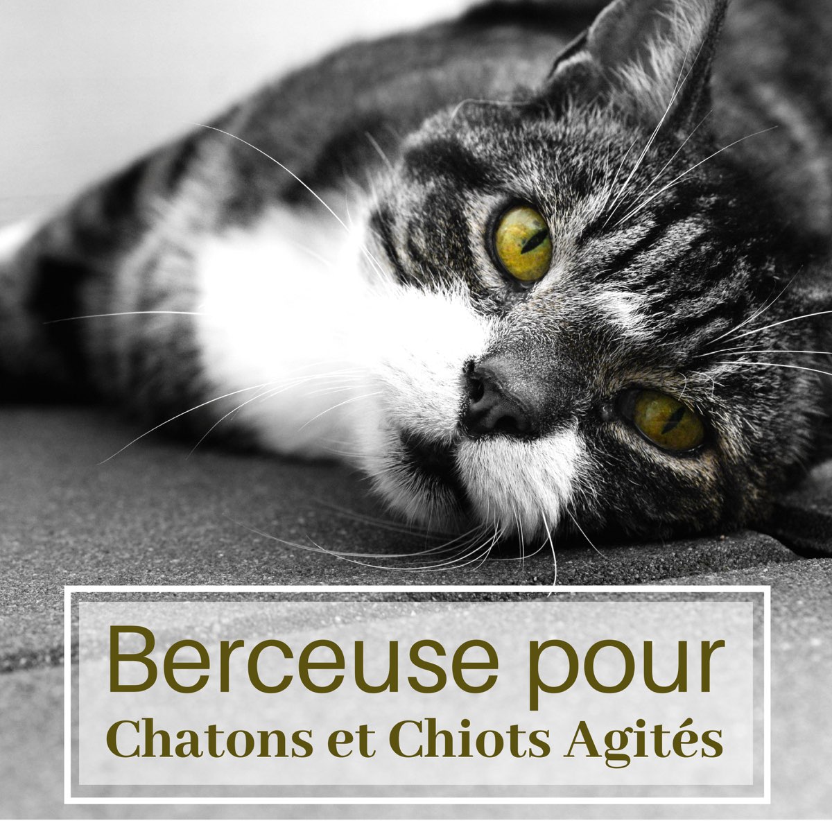 Berceuse Pour Chatons Et Chiots Agites Calme L Anxiete Et Le Stress Et Retrouver Un Sommeil Paisible By Berceuse Figaro On Apple Music