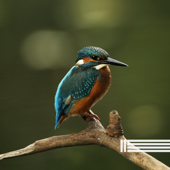 Pássaros Agradáveis - Sons De Pássaros Cantando, Reserva de Sons Naturais & Sons Da Floresta