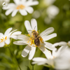 Bumblebee Buzz In the Summer Meadow - Zambezi Sounds & Tamera