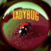 Ladybug artwork