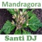 Mandragora - Santi DJ lyrics