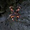 Natural Disaster (feat. spxxky) - N3VERGL4D lyrics