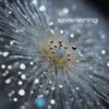 Silverstring - Single