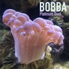 Bobba - Single