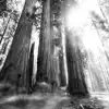 The Redwoods album lyrics, reviews, download