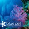 Chrysanthemum (Nico Beren Remix) - Mango Cult lyrics