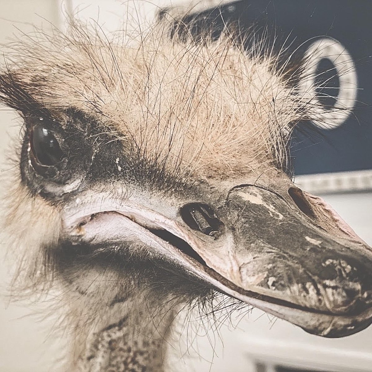 Neko fuzz. Neko fuzz. Neko fuzz. Neko fuzz. Neko fuzz.