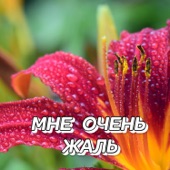 Мне очень жаль artwork