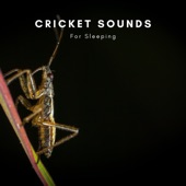 Cricket Sounds artwork