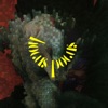 Hocus Pocus - Single