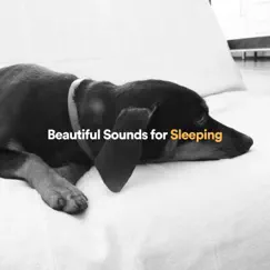 Beautiful Sounds for Sleeping by Ambient, Meditation Zen & Peaceful Music album reviews, ratings, credits