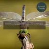 Mesmerising Tides in Nature album lyrics, reviews, download
