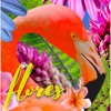 Flores - Single