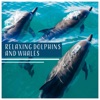 Tropical Ocean Waves Oasis - Sounds of the Dolphins