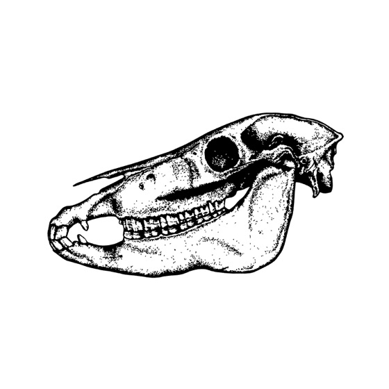 Cover artwork for Tino