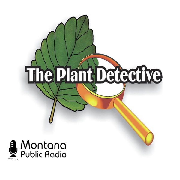 Plant Detective, The