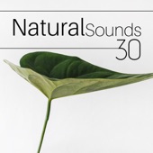 30 Natural Sounds - Serotonin Release Music, Nature Sounds with Rain, Sea Waves, White Noise, Relaxing Piano Music artwork