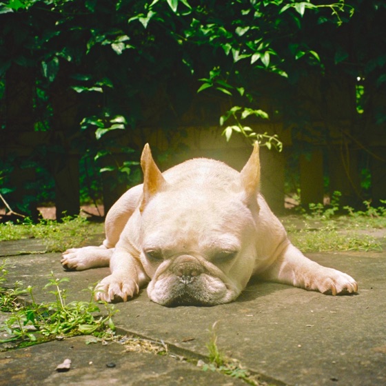 Cover artwork for Mommydog
