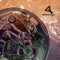 Acadio - Son of Elita lyrics