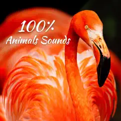 100% Animals Sounds: Awesome Wild Nature for Relaxation by Relaxing Nature Sounds Collection & Sound Effects Zone album reviews, ratings, credits