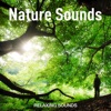 Nature Sounds, 2018